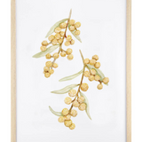 Calming Wattle